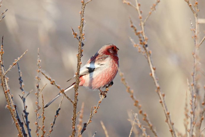 Урагус (длиннохвостая чечевица, длиннохвостый Снегирь) (Uragus sibiricus)