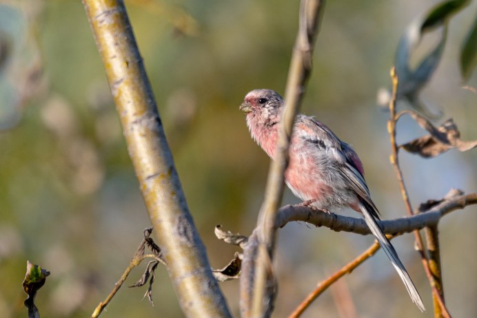 Uragus sibiricus
