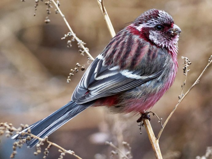 Uragus sibiricus
