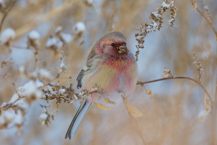 Carpodacus sibiricus урагус