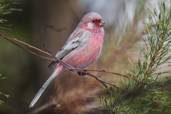 Uragus sibiricus