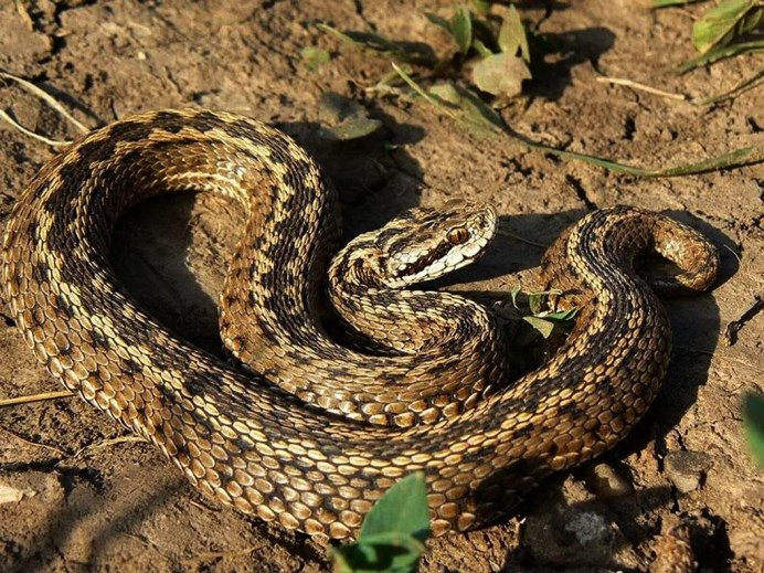 Степная гадюка (Vipera Renardi)