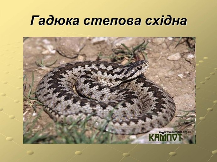 Камышовая гадюка