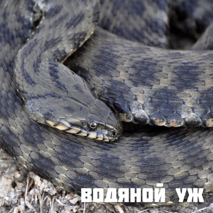 Волгоградский полоз