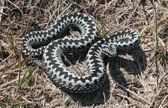 Обыкновенная гадюка (Vipera berus)