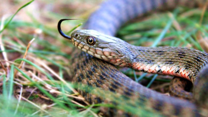 Водяной уж (Natrix tessellata)