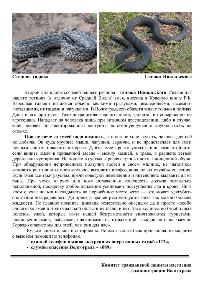 Водяной уж (Natrix tessellata)