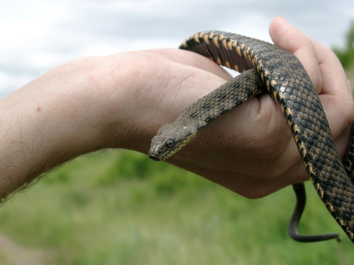 Водяной уж (Natrix tessellata)