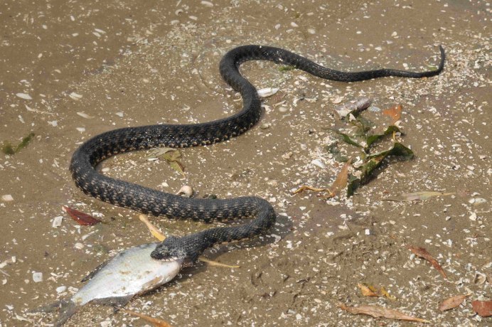 Желтобрюхий полоз (Dolichophis caspius)
