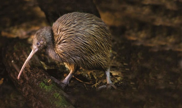 Это птица это самолет