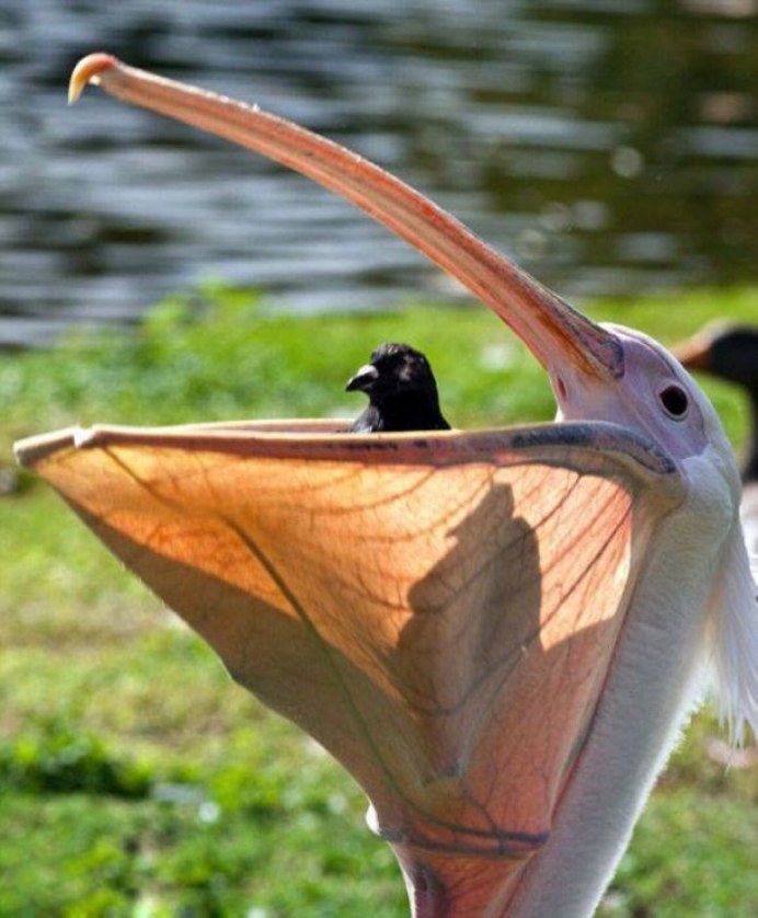 Совиный попугай какапо