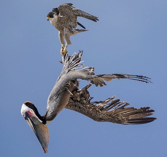 Колибри Шри Ланка