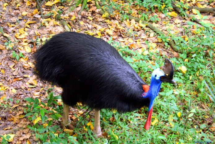 Птицы из души