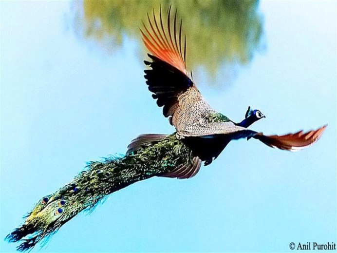 Лебедь в полете