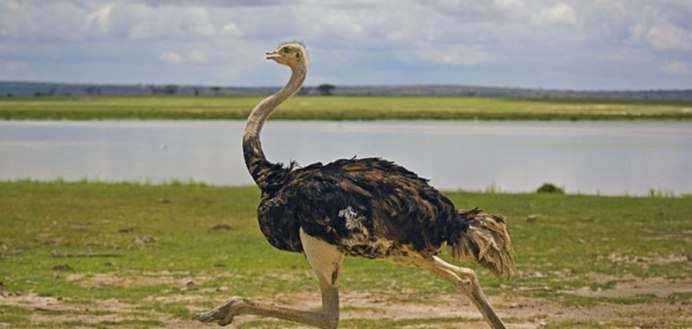 Киви бескилевая