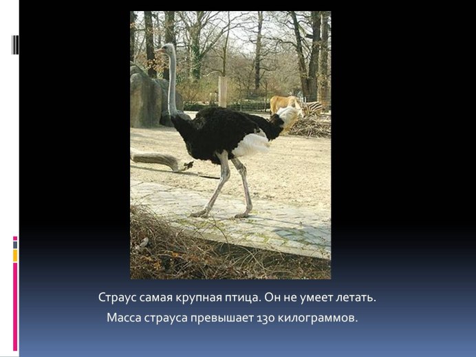 Масайский страус