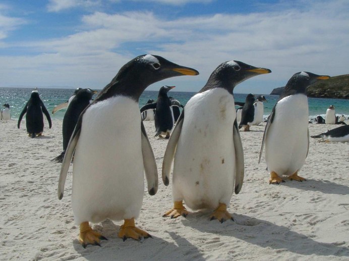 Королевский Пингвин