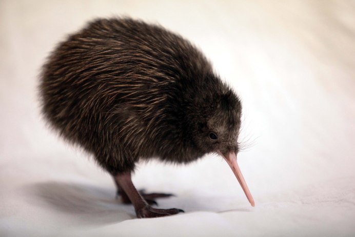 Летающая черепаха