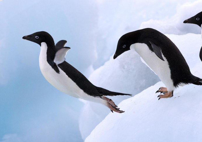 Отряд Страусообразные презентация