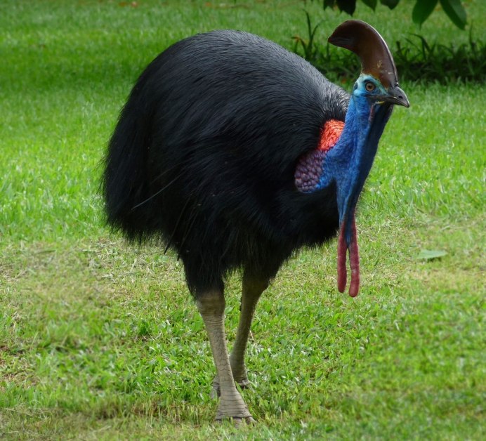 Африканский страус