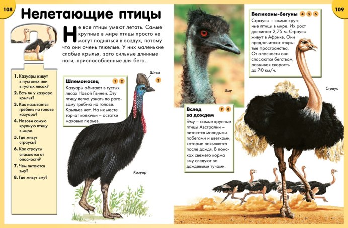 Южный казуар нападение