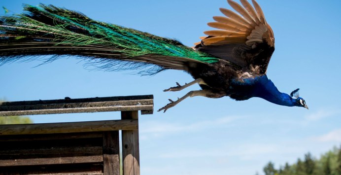 Ястреб в небе