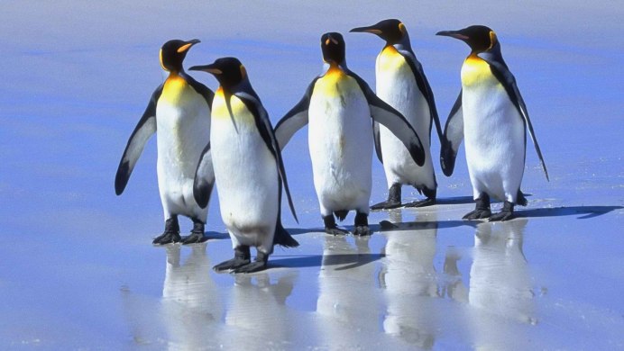 Обыкновенный североафриканский страус