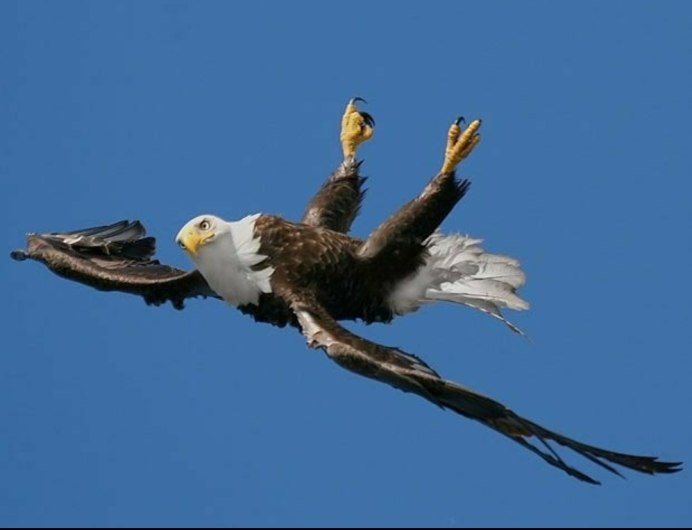 Нелетающие птицы казуар