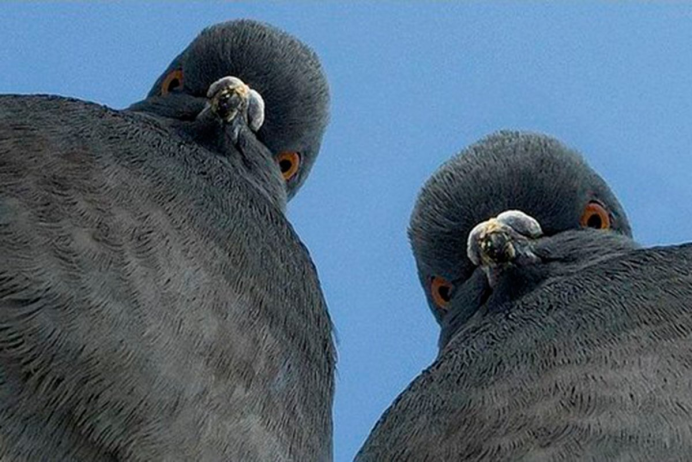 Девушка в воздухе