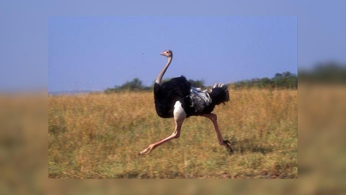Арабский Пингвин