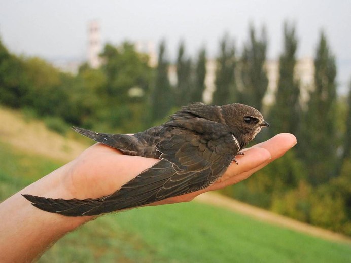 Путин вожак Стерхов