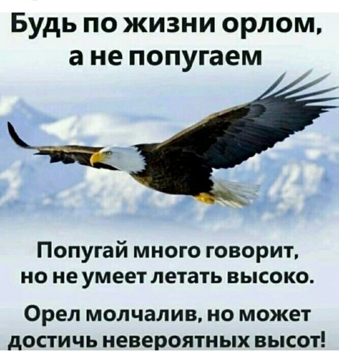 Наглый голубь