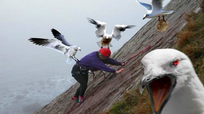 Райские птицы