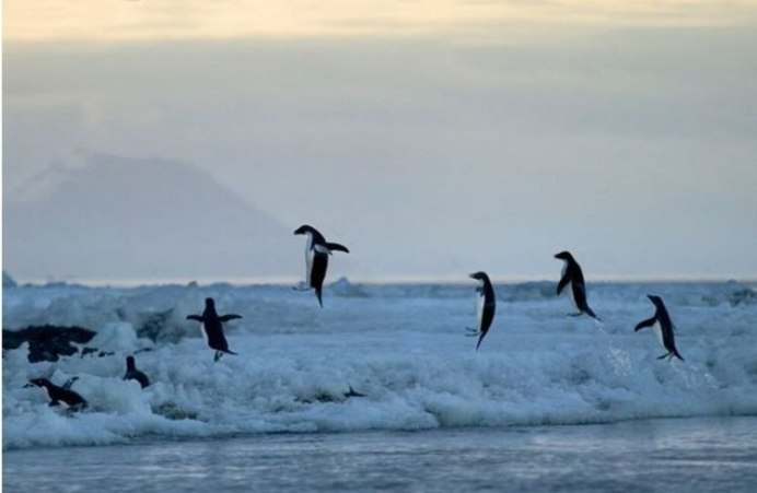 Страус казуар нанду киви