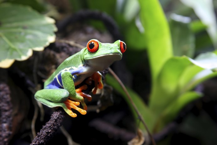 Hyla versicolor