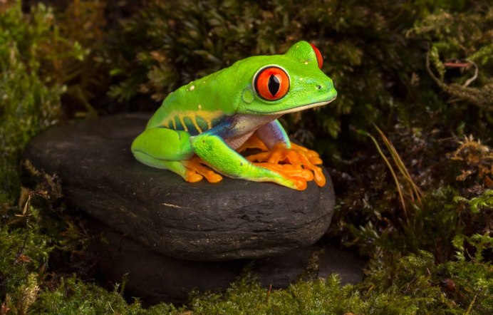 Лягушка Rana sylvatica