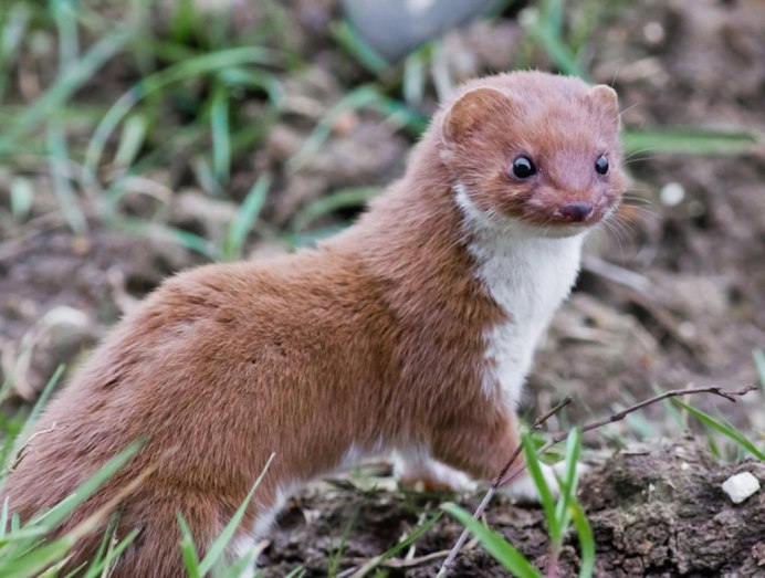 Колонок Mustela sibirica