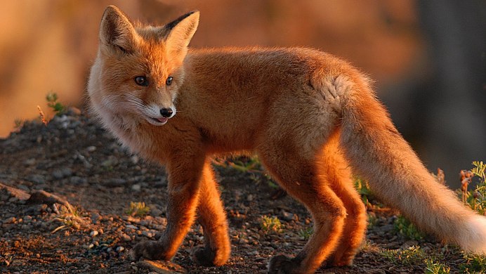 Колонок Mustela sibirica