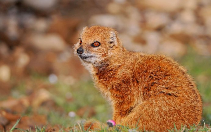 Колонок Mustela sibirica