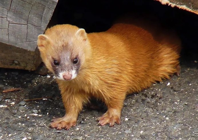 Горностай (лат. Mustela erminea)