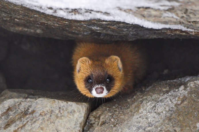 Santamartamys rufodorsalis