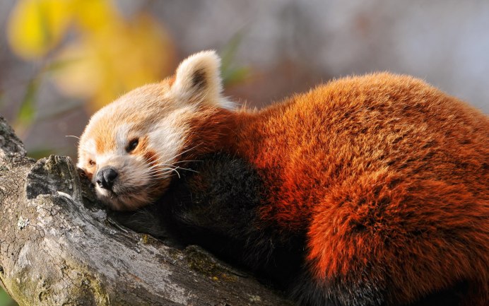 Ласка (Mustela nivalis)