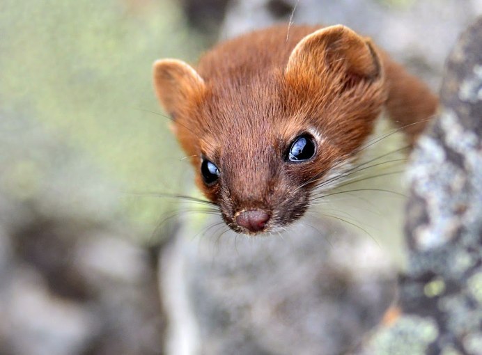 Сибирский колонок Mustela sibirica
