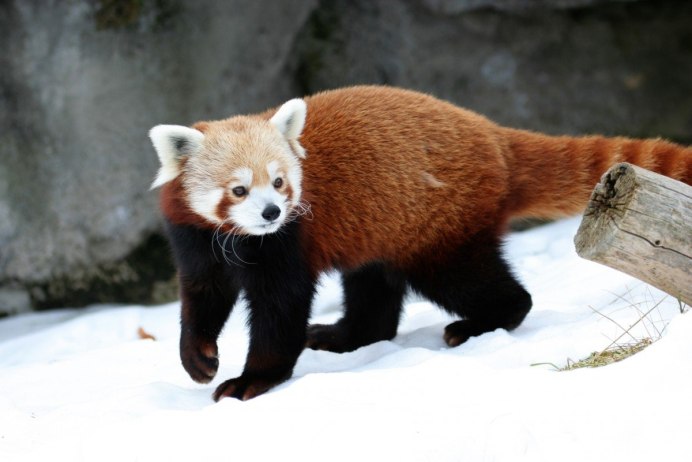 Колонок Mustela sibirica
