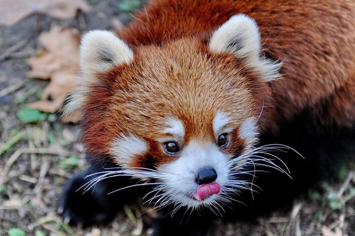 Колонок – Mustela sibirica Pallas