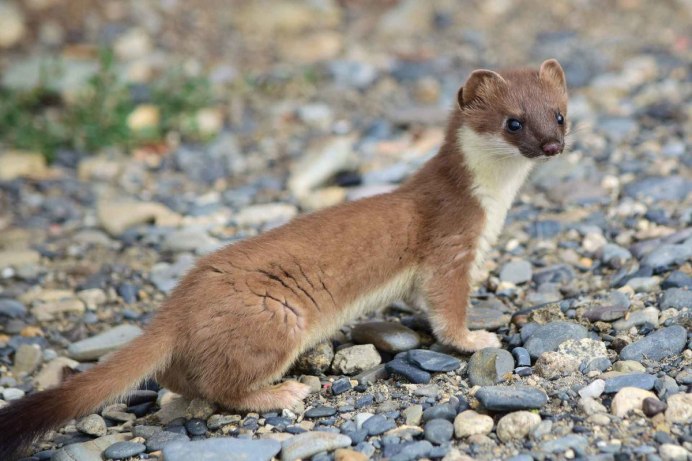 Сибирский колонок Mustela sibirica