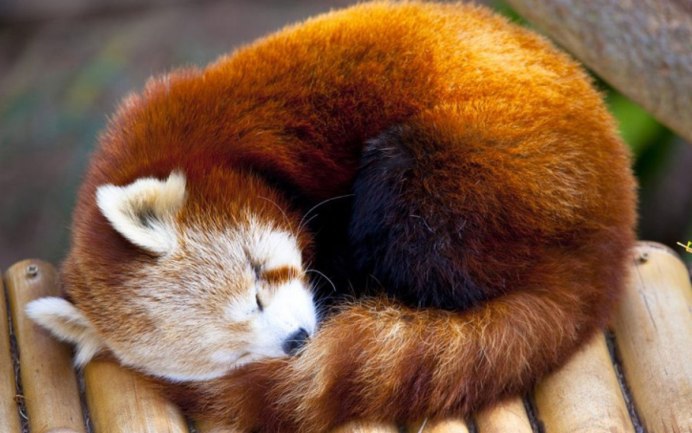 Ласка (Mustela nivalis)