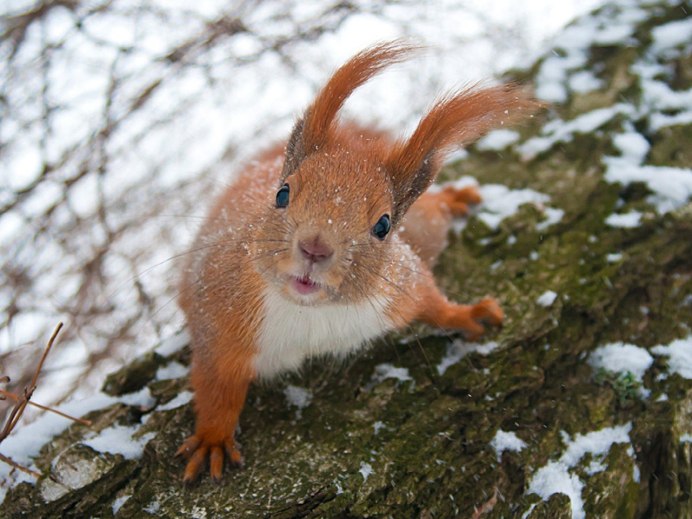 Колонок Mustela sibirica Pallas, 1773