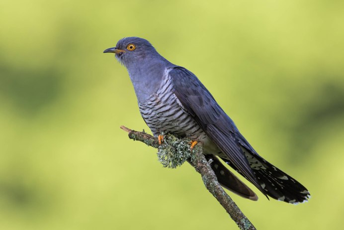 Птица Cuculus canorus