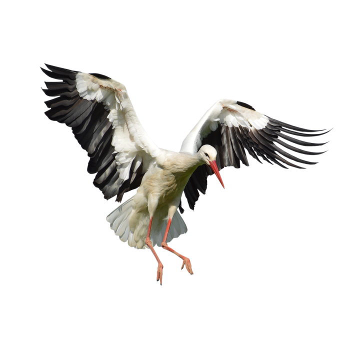 Белый Аист